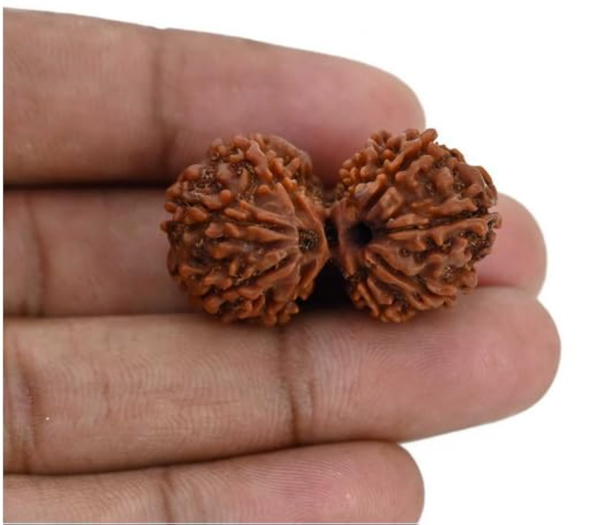 Superb Brown Gaurishankar Rudraksha, Lab Certified Pendant